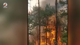 VIDEO Luptă disperată pentru o pădure seculară. Cetățenii cer ajutorul disperați